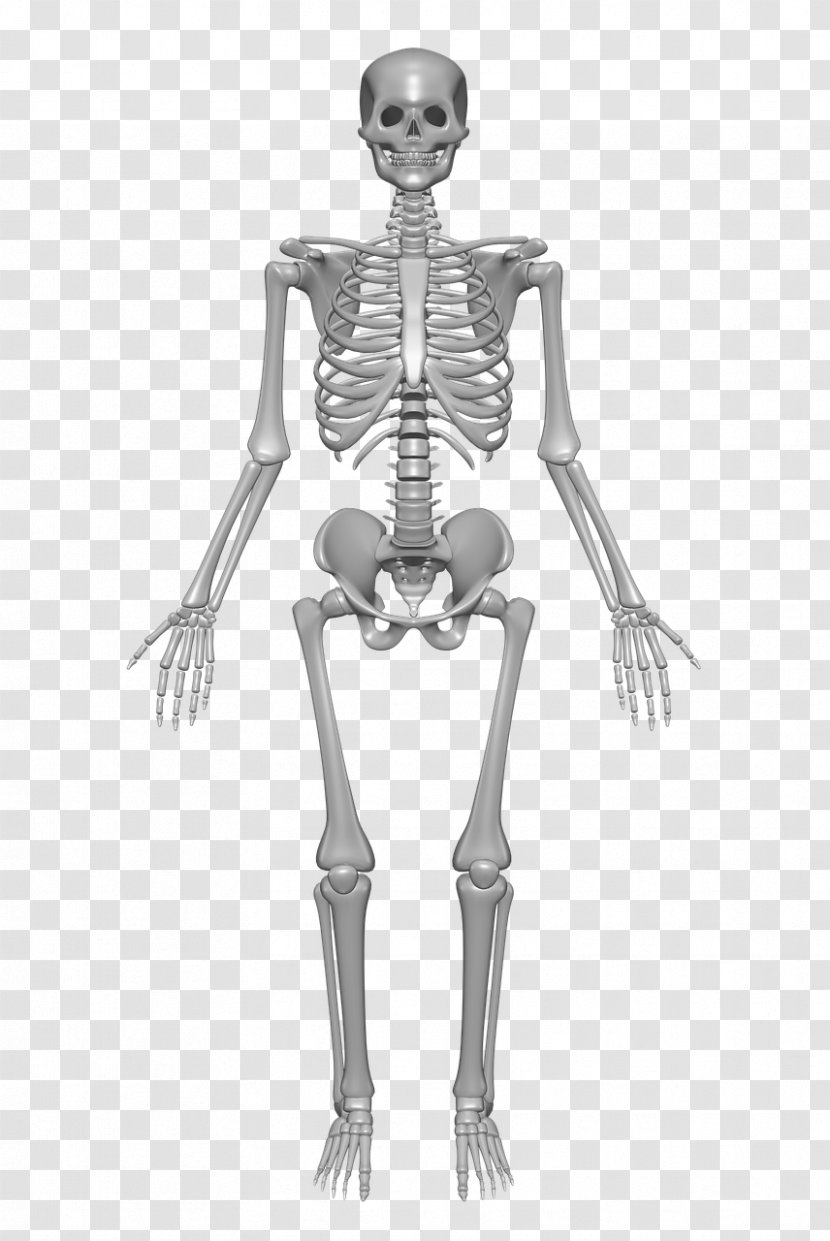 Human Skeleton Body Anatomy Bone - Heart Transparent PNG