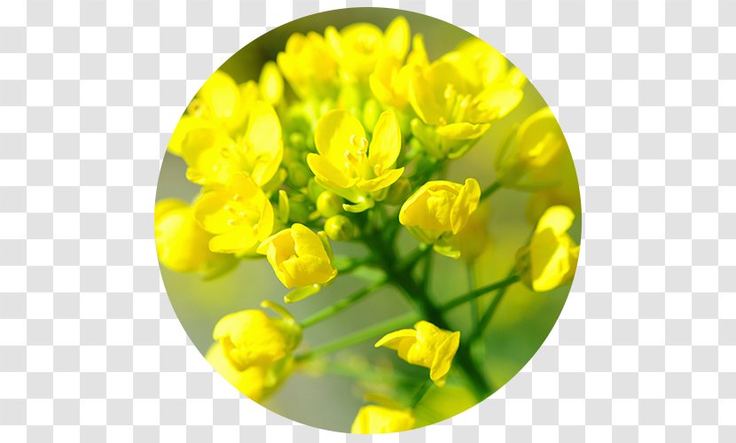 Canola Brassica Rapa Rapeseed Must Juncea - Plant - Mustard Transparent PNG