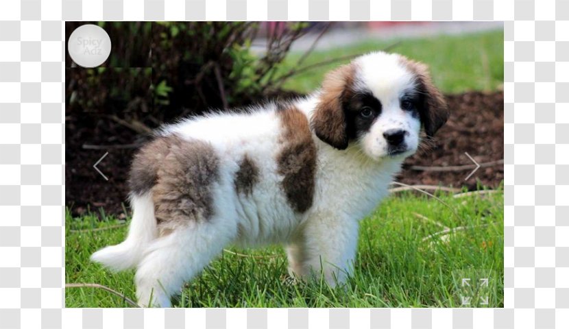 St. Bernard German Shepherd Chow Poodle Pomeranian - Breed - Dogs Practice Their Teeth Transparent PNG