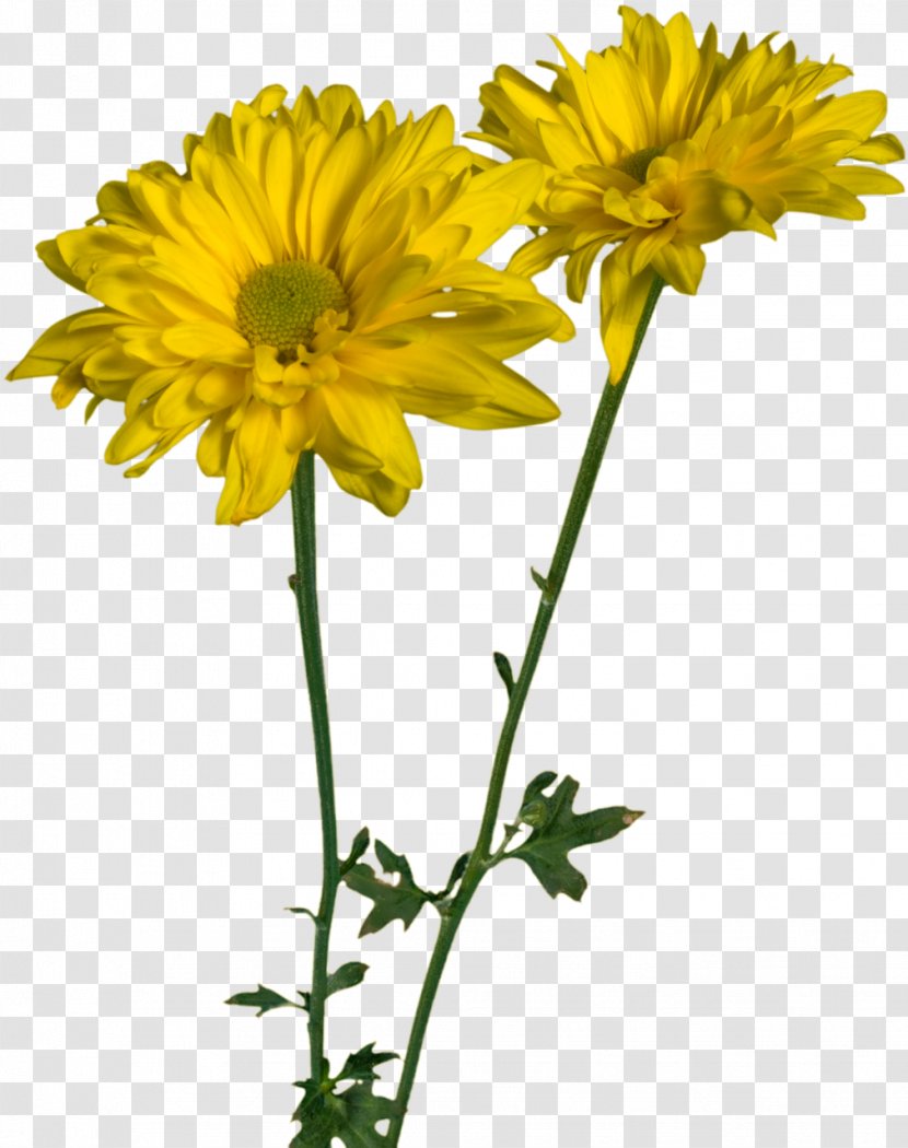 Daisy Family Oxeye Glebionis Coronaria Cut Flowers - Spring Transparent PNG