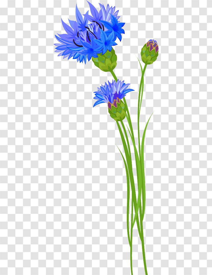 Cornflower Clip Art Vascular Plant - Gerbera - Flower Transparent PNG