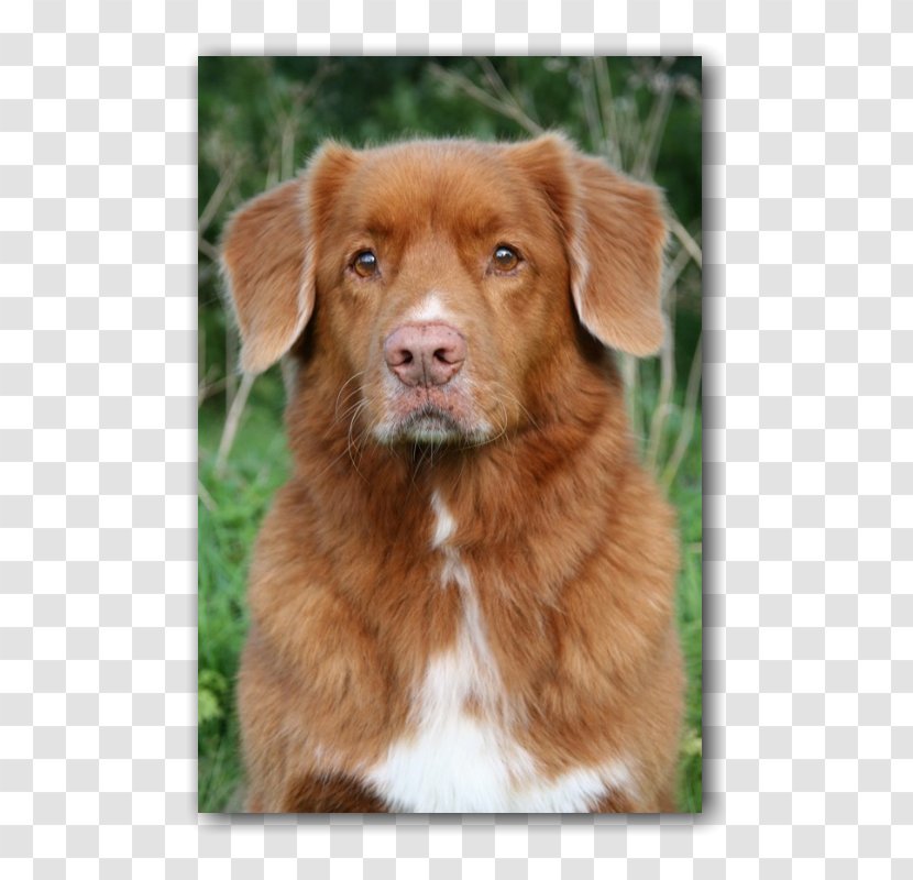 Nova Scotia Duck Tolling Retriever Chesapeake Bay Golden Puppy Dog Breed Transparent PNG