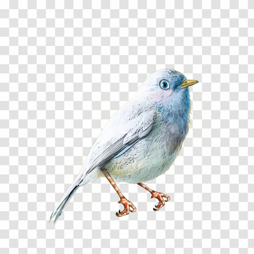 Bird Photography Clip Art - Cute Little Birds Transparent PNG
