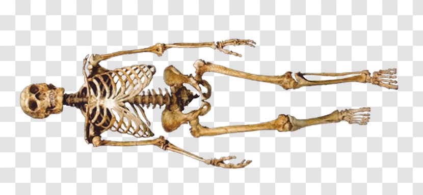 Neanderthal 1 Neandertal Skeleton Skull Transparent PNG