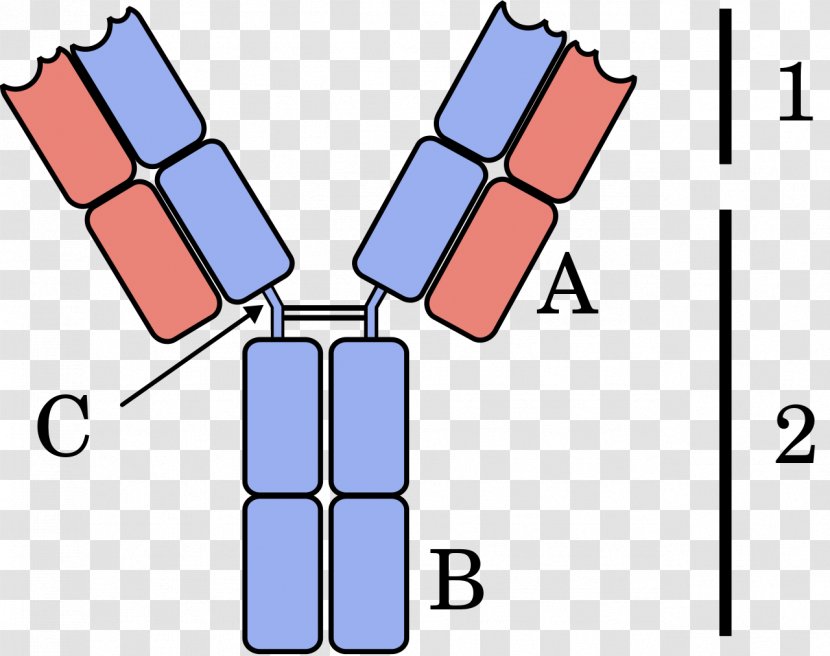 Immunoglobulin Light Chain Serum Free Light-chain Measurement Heavy Antibody Multiple Myeloma - Rectangle Transparent PNG