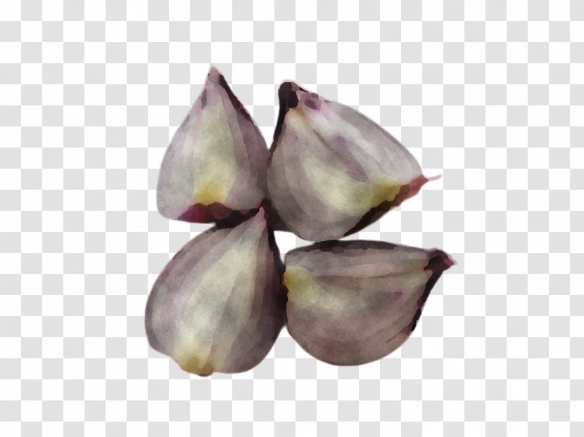 Purple Plant Petal Tree Bud - Vegetable Flower Transparent PNG