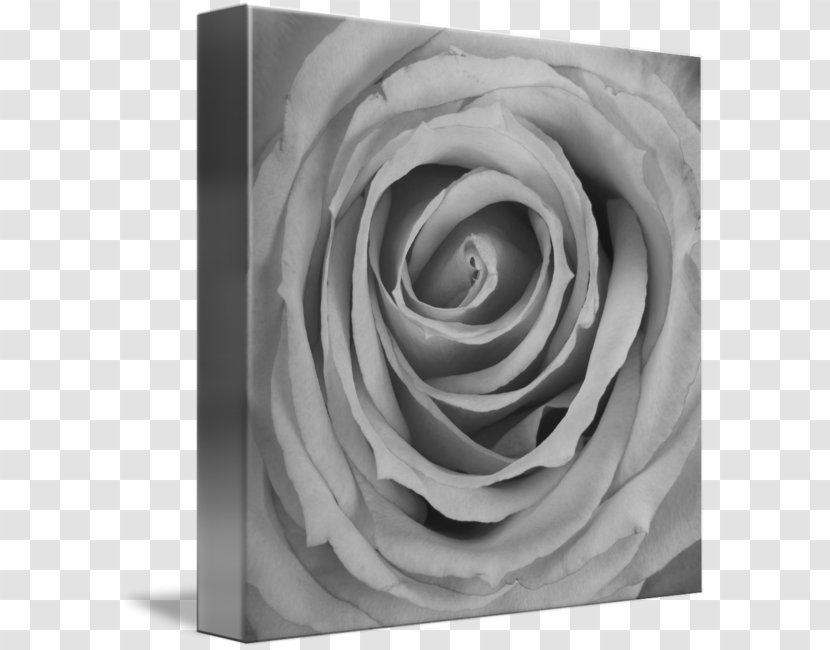 Garden Roses Petal White - Black And - Rose Transparent PNG