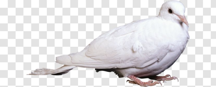 Columbidae Rock Dove Bird Clip Art - Typical Pigeons Transparent PNG
