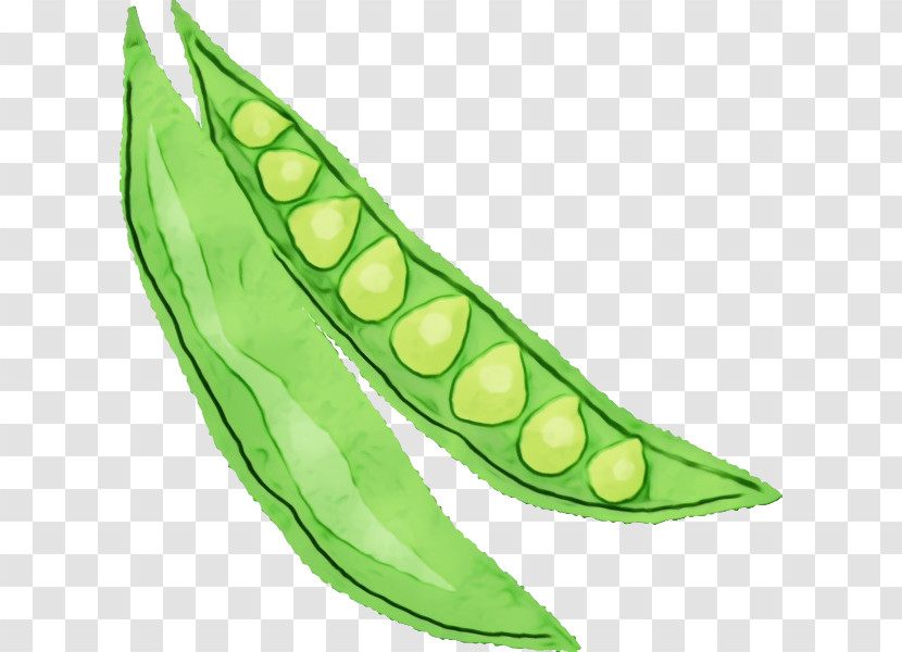 Pea Lima Bean Leaf Commodity Plant Structure Transparent PNG