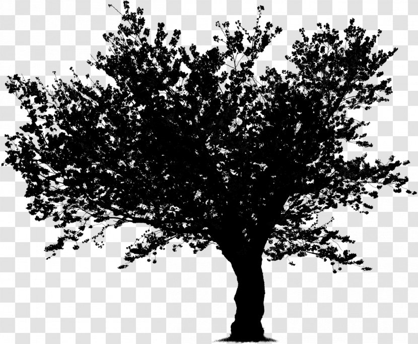 Twig Tree Vector Graphics Image Valley Oak - Plant Stem Transparent PNG