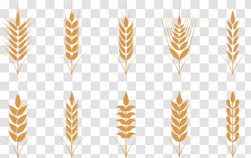 Wheat Oat Ear Icon - Golden Rice Transparent PNG