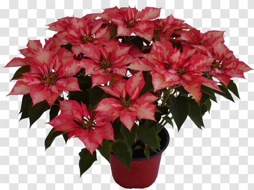 Cut Flowers Flowerpot Poinsettia Houseplant - Pink - Flower Transparent PNG