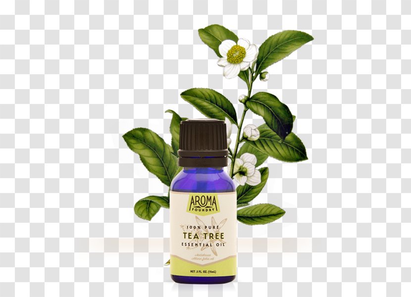 Tea Tree Oil Camellia Sinensis Herbal Essential Transparent PNG