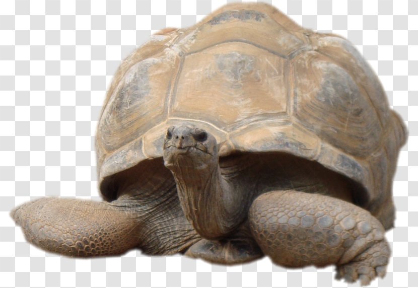 Tortoise Terrestrial Animal Pond Turtles Mixed Gender - Meat - Tortue Transparent PNG