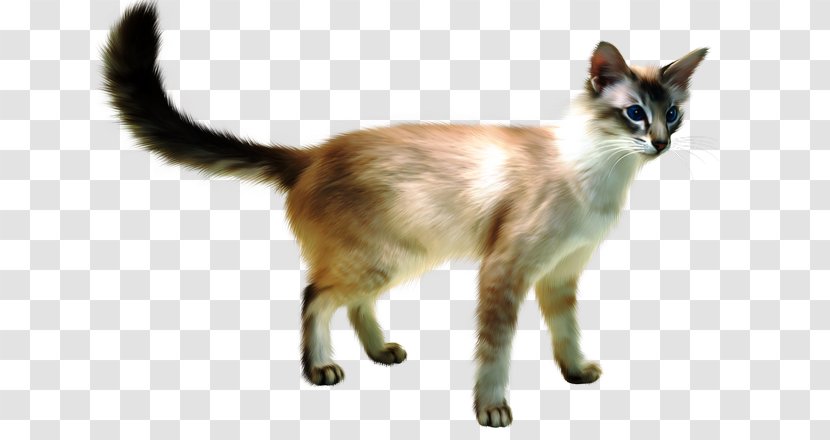 Javanese Cat Siamese Balinese British Shorthair Siberian - Colorpoint - Dog Transparent PNG