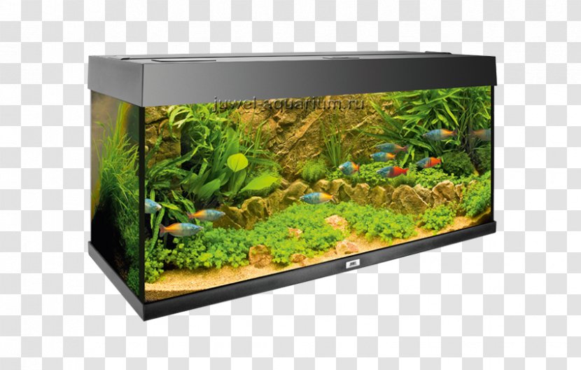 Aquarium Aquatic Plants Aquascaping Tropical Fish Akwarium Holenderskie - Plastic Transparent PNG