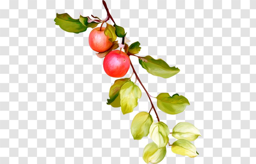 Barbados Cherry Lingonberry Superfood Gooseberry - Malpighia - Acerola Family Transparent PNG