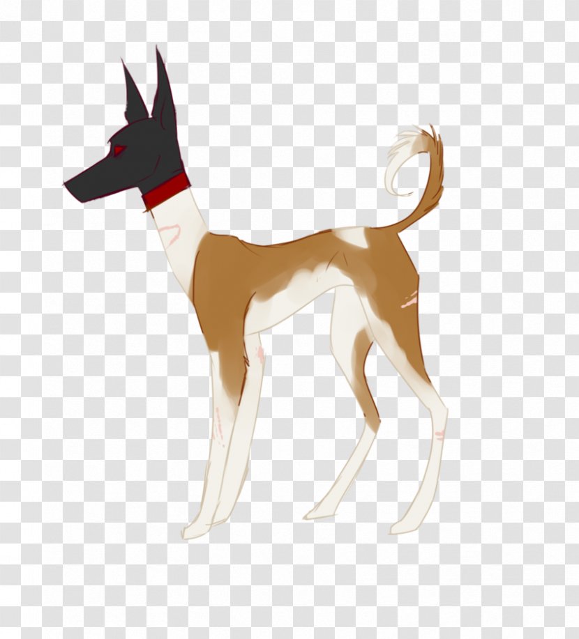 Dog Breed Ibizan Hound Deer - Restless Transparent PNG