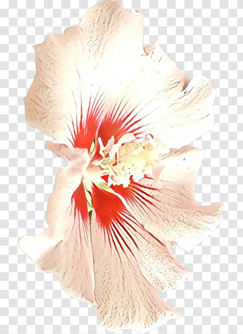 Hibiscus Hawaiian Flower Plant Cut Flowers - Mallow Family Flowering Transparent PNG
