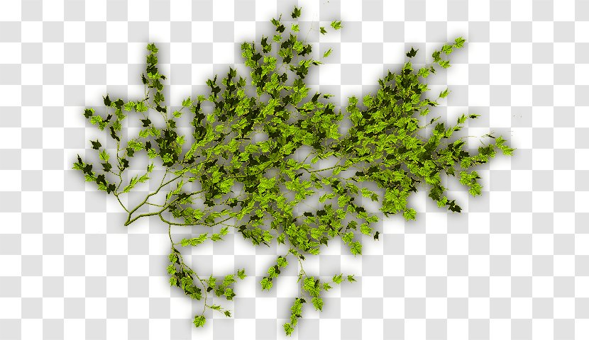 Vegetation Leaf Plant Stem Lawn Font - Branch - Green Vine Transparent PNG