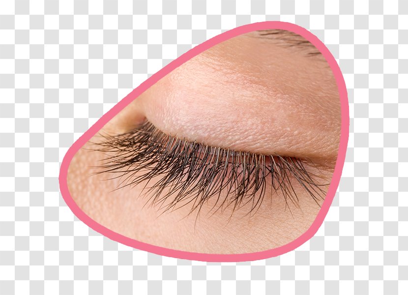 Eyelash Extensions GL Beautycompany GmbH Plexaura Homomalla Artificial Hair Integrations - Brush - Long Eyelashes Transparent PNG
