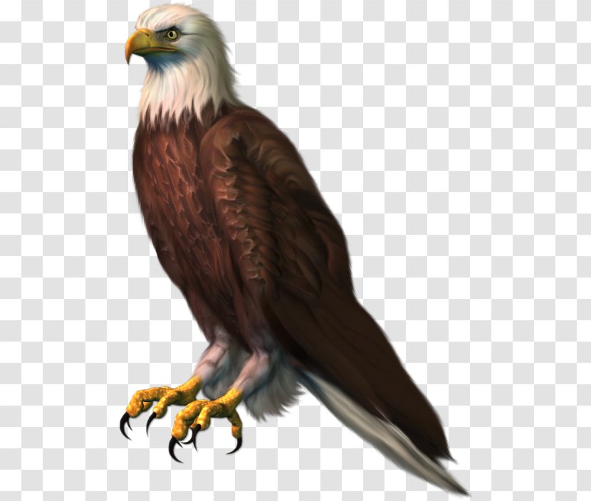 Bald Eagle Clip Art - Wildlife Transparent PNG