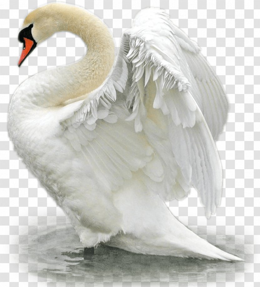 Bird Mute Swan Trumpeter Duck The Magic Geese - Water - Swans Transparent PNG