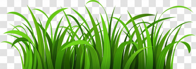 Green Grass Background - Fodder Chives Transparent PNG
