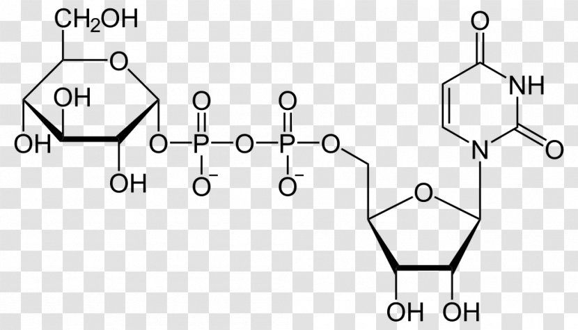Uridine Diphosphate Glucose Monophosphate Triphosphate - Frame - Tree Transparent PNG
