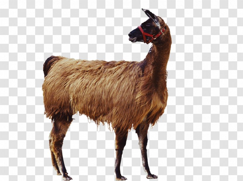Goat Llama Alpaca Icon - Antelope - Black Transparent PNG