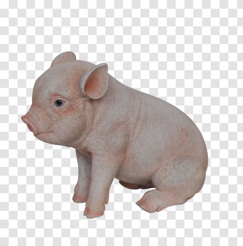 Domestic Pig Pig's Ear Snout Livestock - Like Mammal Transparent PNG