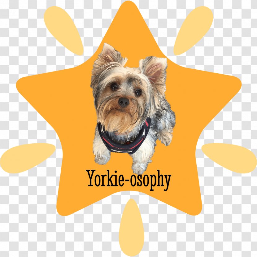 Your Yorkshire Terrier Puppy Dog Breed - Carnivora - Yorkie Transparent PNG