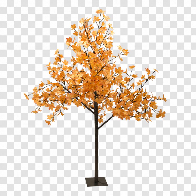 Tree Light Red Maple Sugar Woody Plant - Lightemitting Diode - Shade Transparent PNG