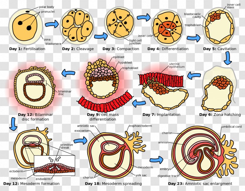 Human Embryogenesis Development Prenatal - Cartoon - Quran Pattern Transparent PNG