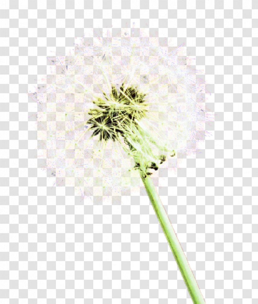 Cut Flowers Plant Stem Flowering - Lemon Grass Transparent PNG