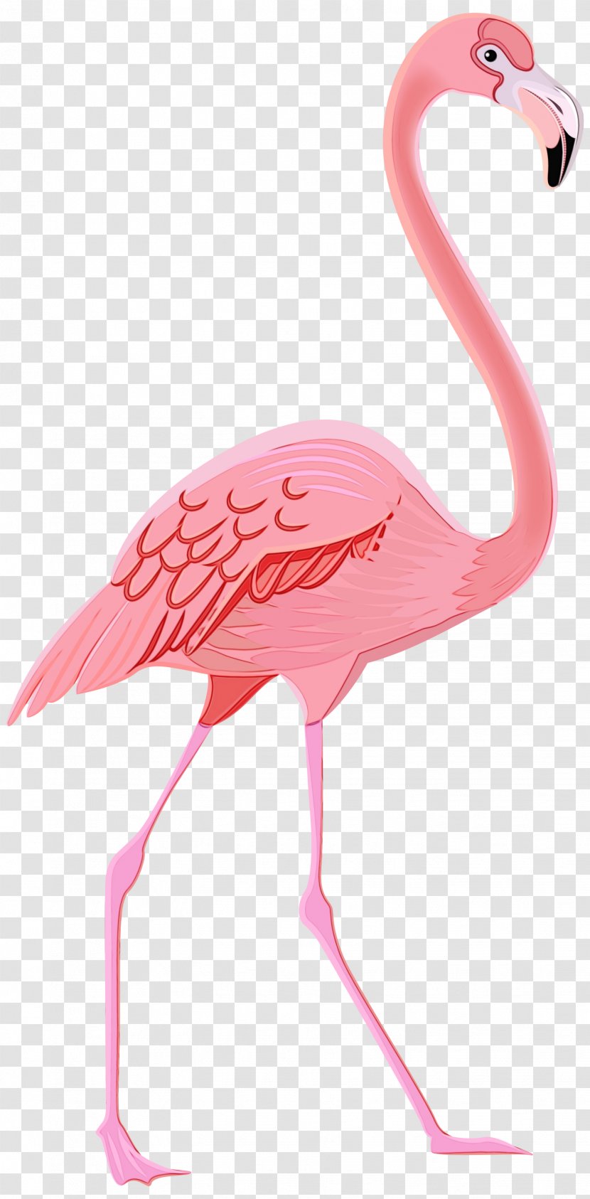 Greater Flamingo Drawing Clip Art Plastic - Beak - Watercolor Painting Transparent PNG