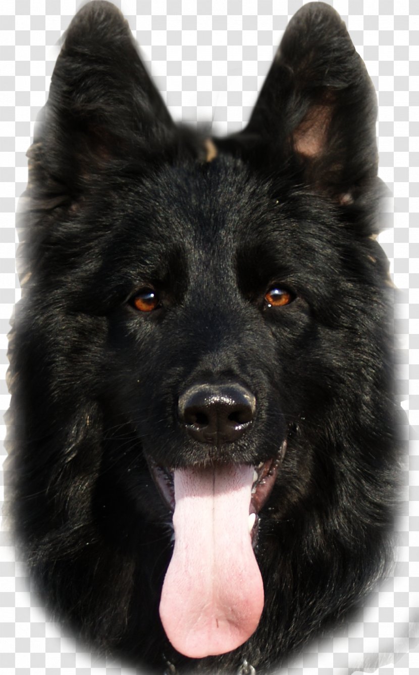 Old German Shepherd Dog Shiloh King East-European - Canidae Transparent PNG