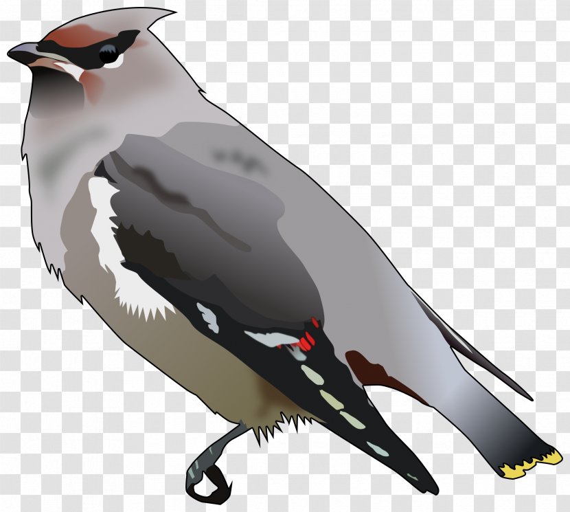 Bohemian Waxwing Cedar Bird Passerine Clip Art Transparent PNG