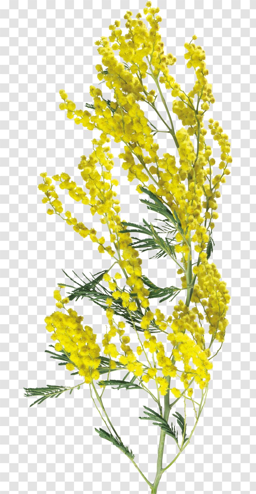 Flower Acacia Dealbata Clip Art - Mimosa Transparent PNG