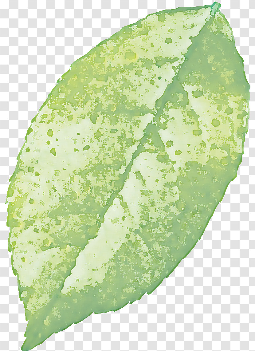 Plant Pathology Leaf Vegetable Pathology Plants Transparent PNG