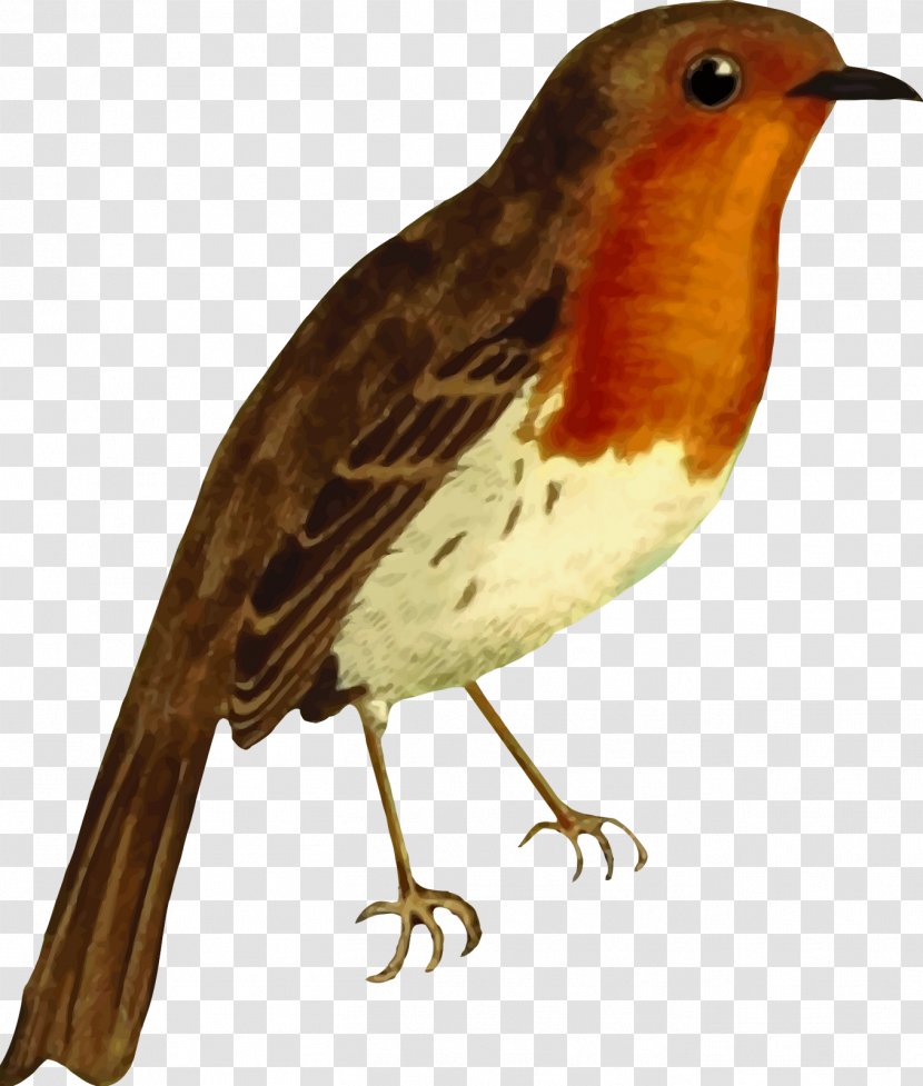European Robin American Bird Clip Art - Wing Transparent PNG