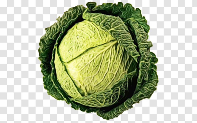Cabbage Savoy Vegetable Leaf Cruciferous Vegetables - Paint - Romaine Lettuce Food Transparent PNG