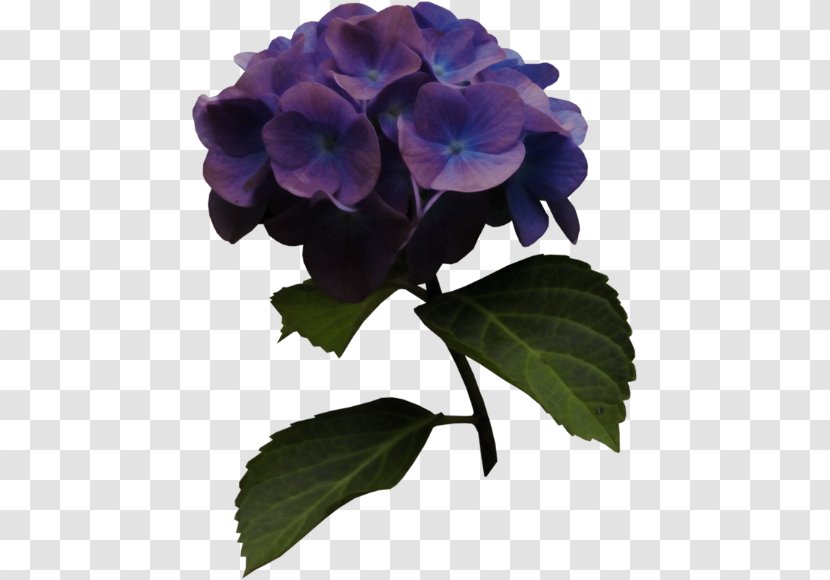 Hydrangea Blue - Violet Family Transparent PNG