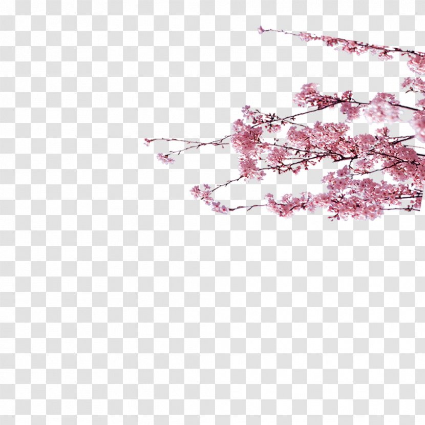 Cherry Blossom Plum Euclidean Vector Transparent PNG