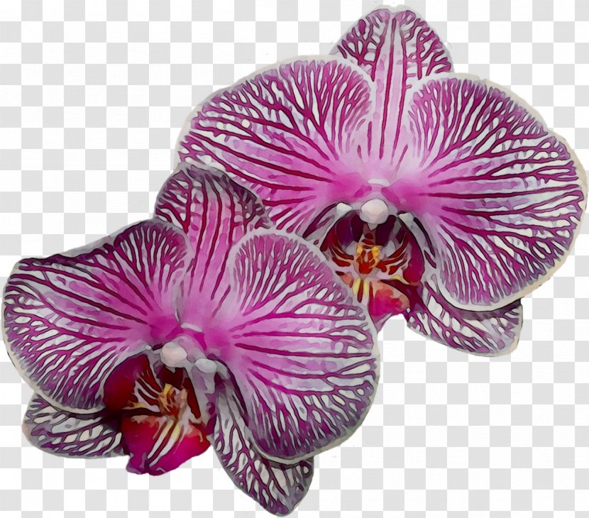 Moth Orchids Pink M Transparent PNG