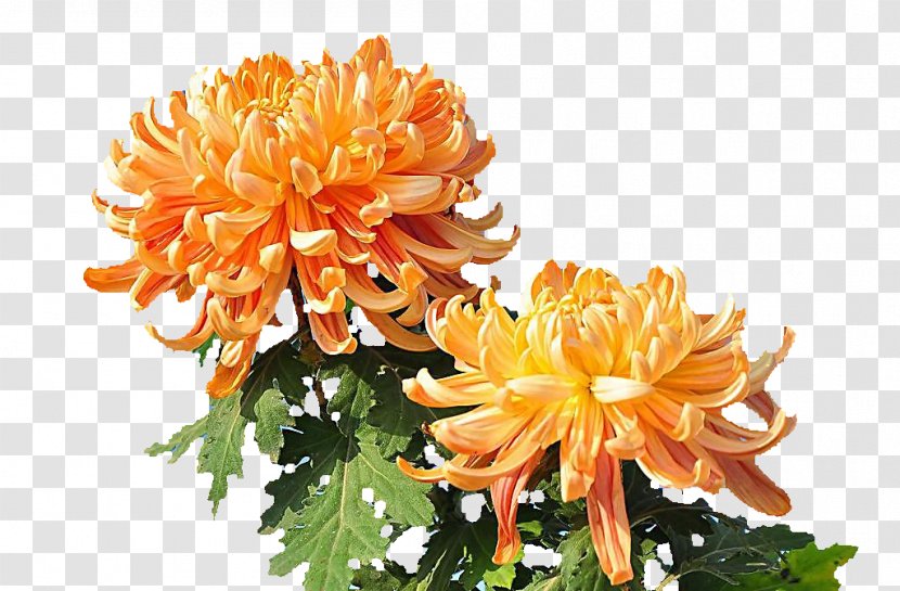 Chrysanthemum Indicum Yellow Raster Graphics - Floral Design - Chamomile Transparent PNG