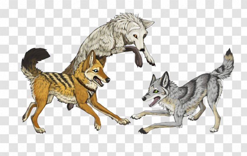 Coyote Wolfdog Gray Wolf Canidae - Dog Like Mammal Transparent PNG