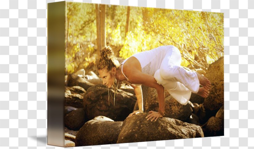 Stock Photography Desktop Wallpaper Tree - Yoga Woman Transparent PNG