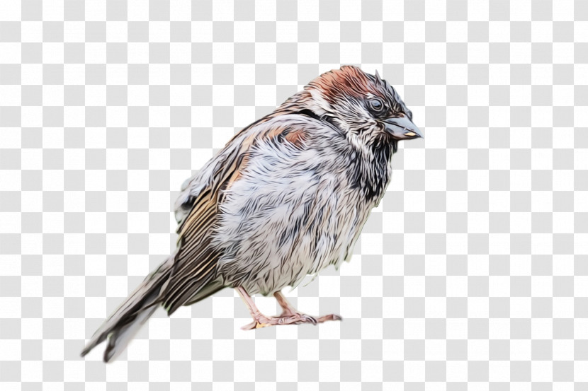 Bird House Sparrow Sparrow Beak Perching Bird Transparent PNG