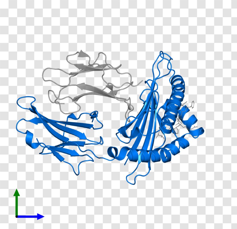 MAGEA4 Human Leukocyte Antigen HLA-A*02 Protein - Cartoon Transparent PNG